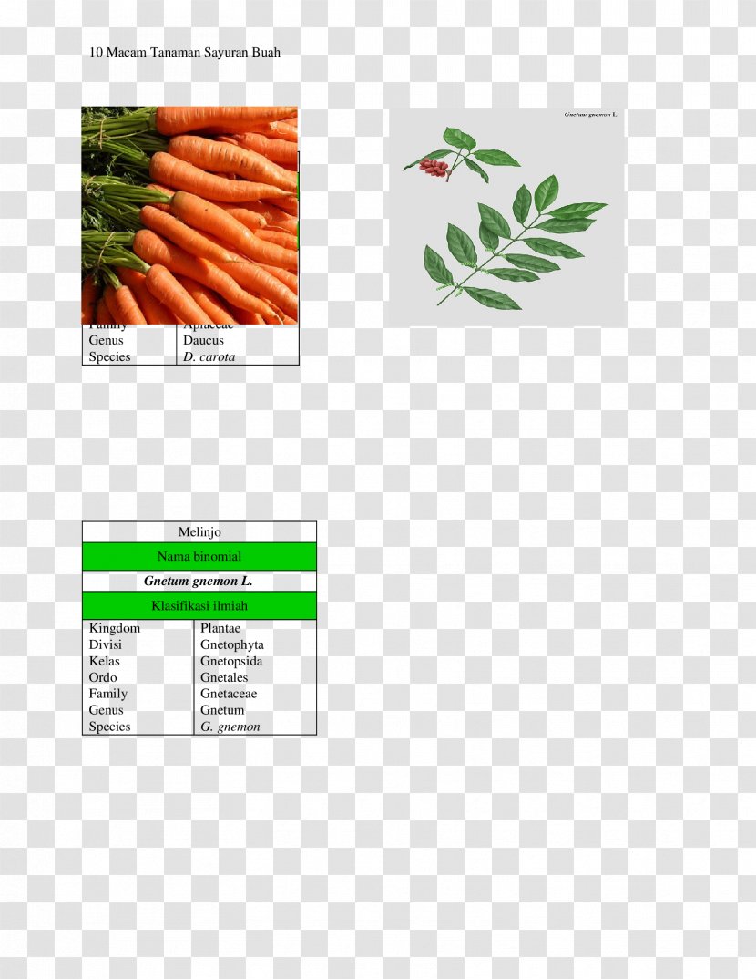 Carrot Text Messaging Brand Telephone Call Seed - Screenshot Transparent PNG