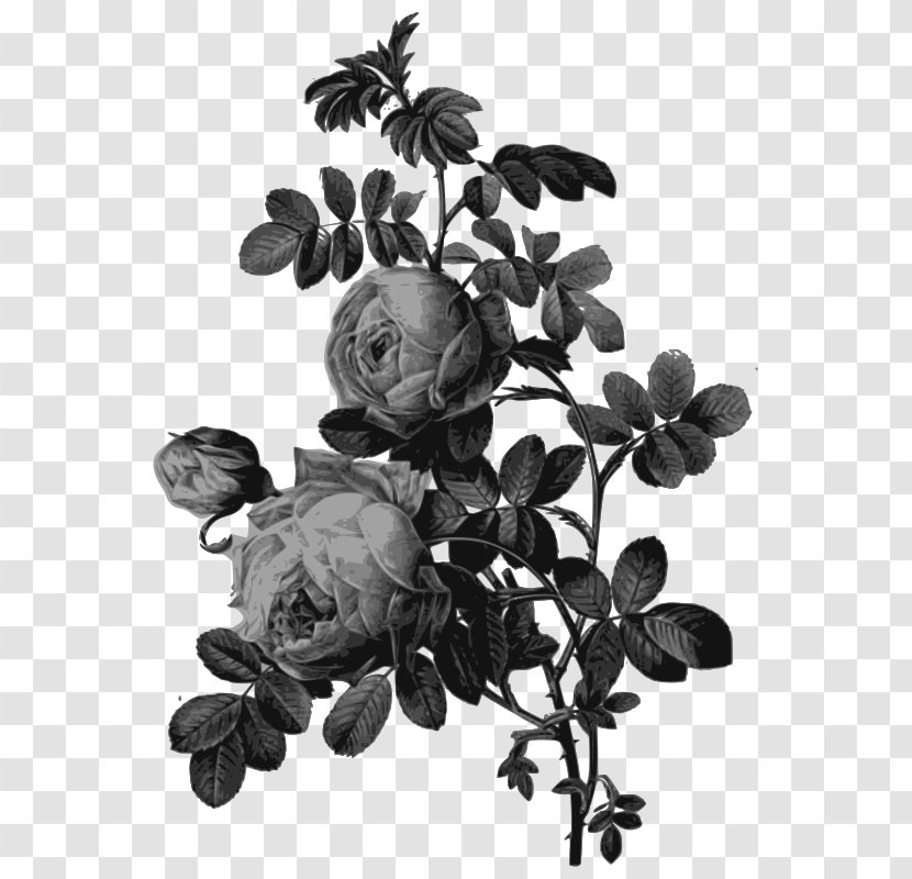 Rose Drawing Printing Painting Art - Monochrome Transparent PNG