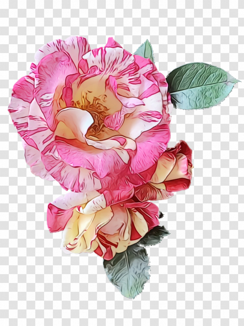 Garden Roses Transparent PNG