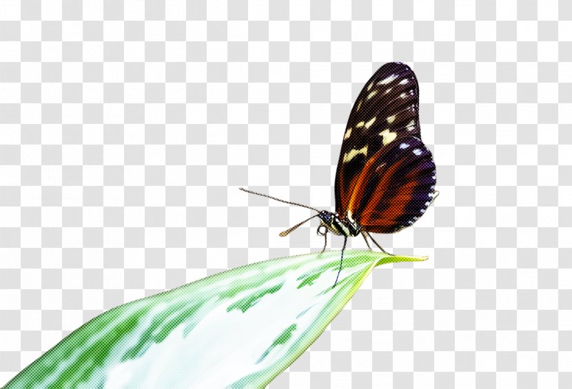 Monarch Butterfly - Brushfooted - Lycaenid Transparent PNG