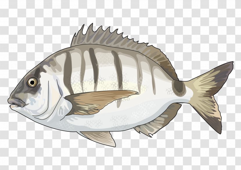 White Seabream Fish Diplodus Vulgaris Government Of The Canary Islands Fauna De Canarias Transparent PNG