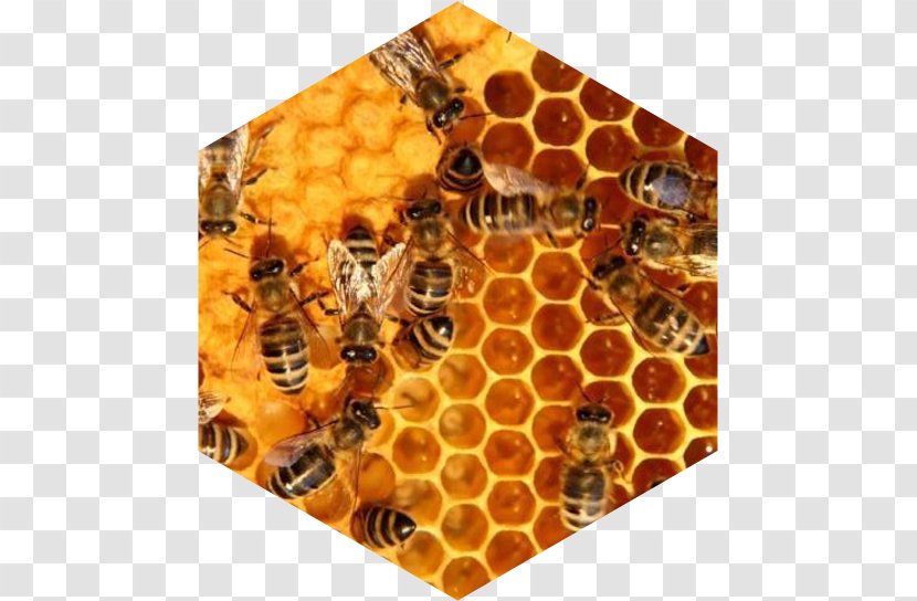 Honey Bee Beehive Honeycomb - Beeswax - Hive Transparent PNG