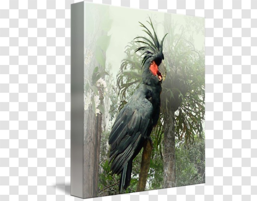 Beak Gallery Wrap Palm Cockatoo Canvas - Art - Feather Transparent PNG