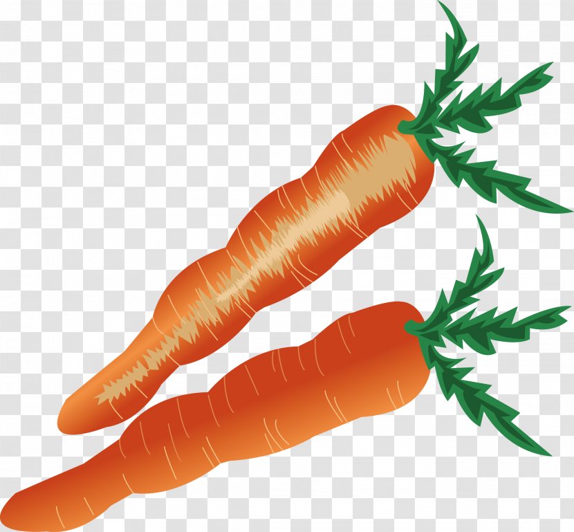 Baby Carrot - Daucus Carota - Vector Transparent PNG