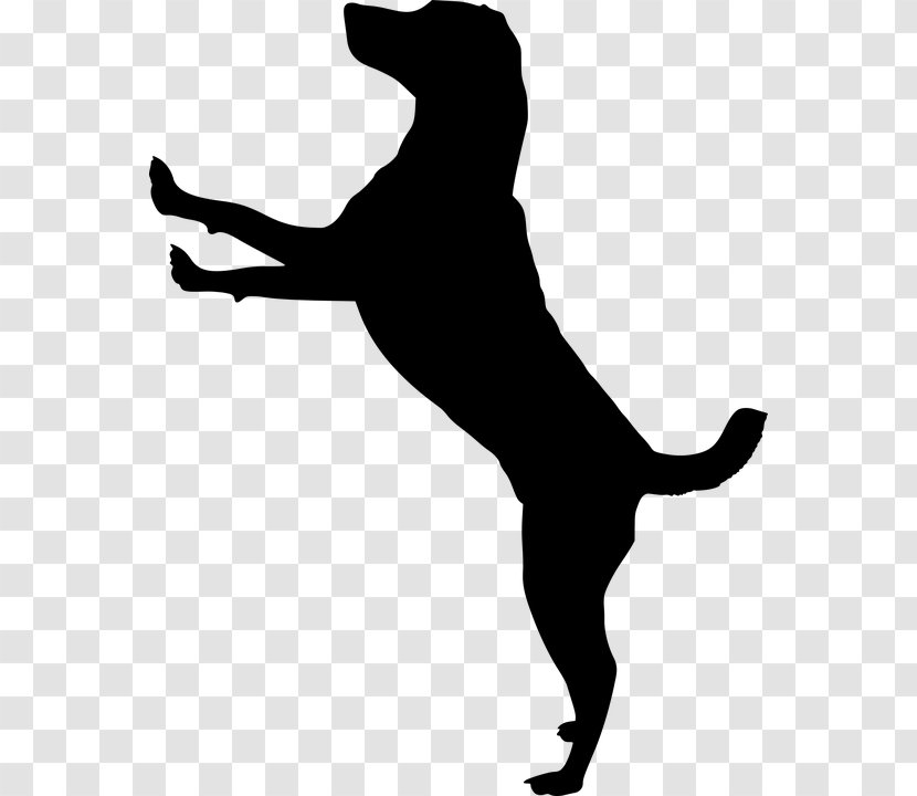 Cat Pet Silhouette Jack Russell Terrier Puppy - Dog Run Transparent PNG