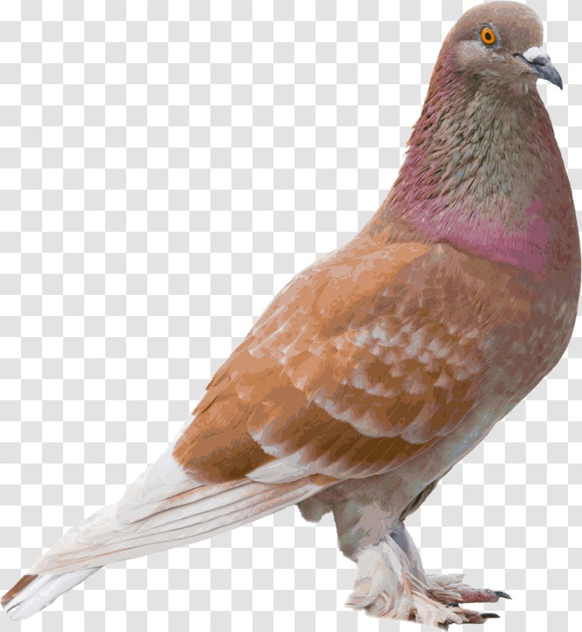 Columbidae Bird Image Photography Color Transparent PNG