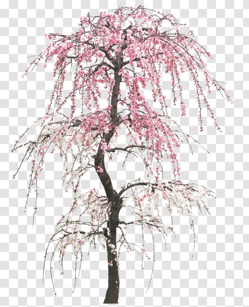 Tree Peach Cherry Trunk - Flower - Creative Valentine's Day Transparent PNG
