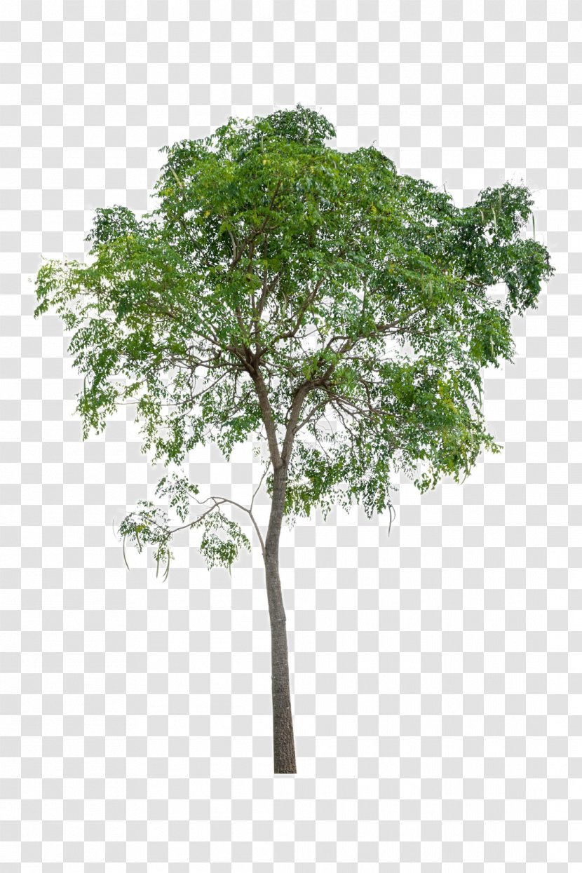 Tree Icon - Plant - Lush Trees Transparent PNG