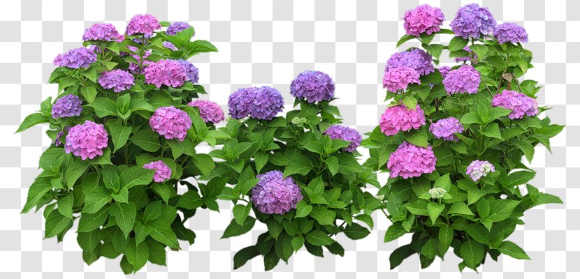 Download - Purple - Watercolor Hidrangea Flower Transparent PNG