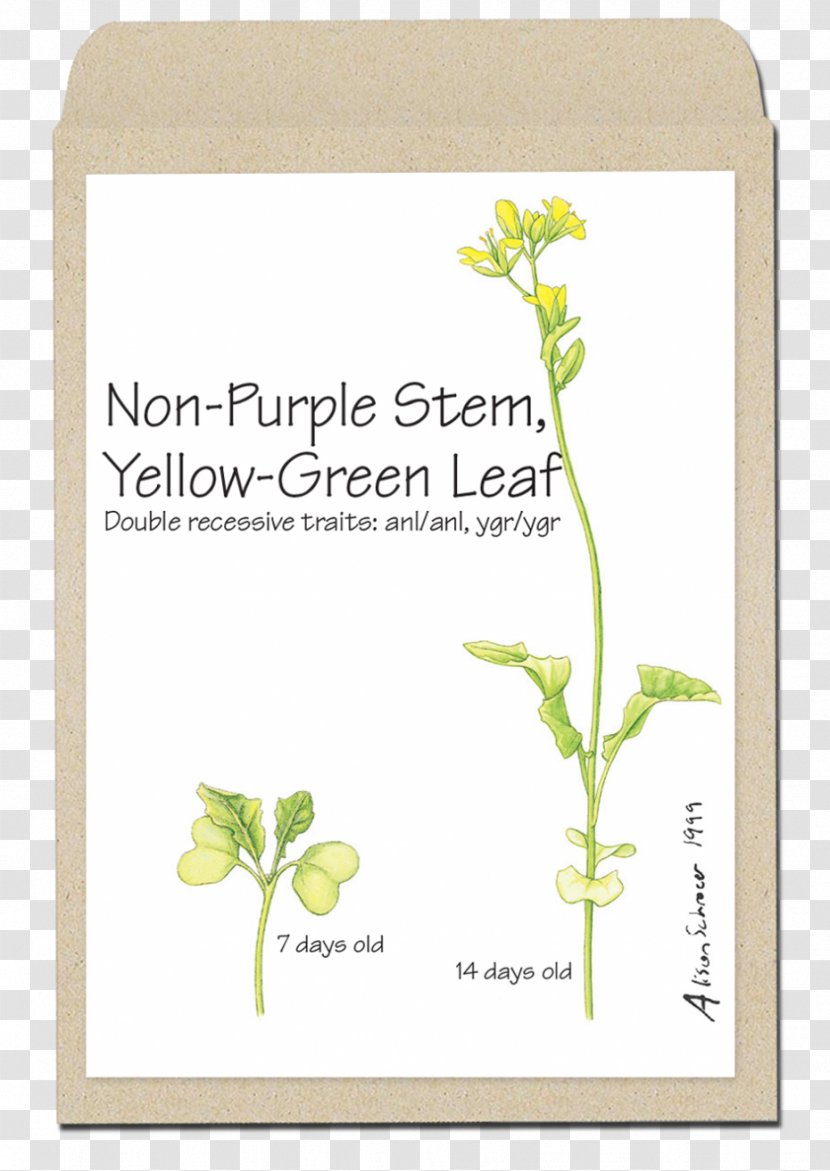 Rapeseed Plant Stem Leaf Green Yellow - Brassica Rapa Transparent PNG