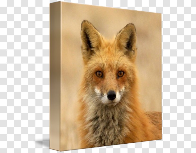 Red Fox Dhole Kit Fur - Heart - Face Closeup Transparent PNG