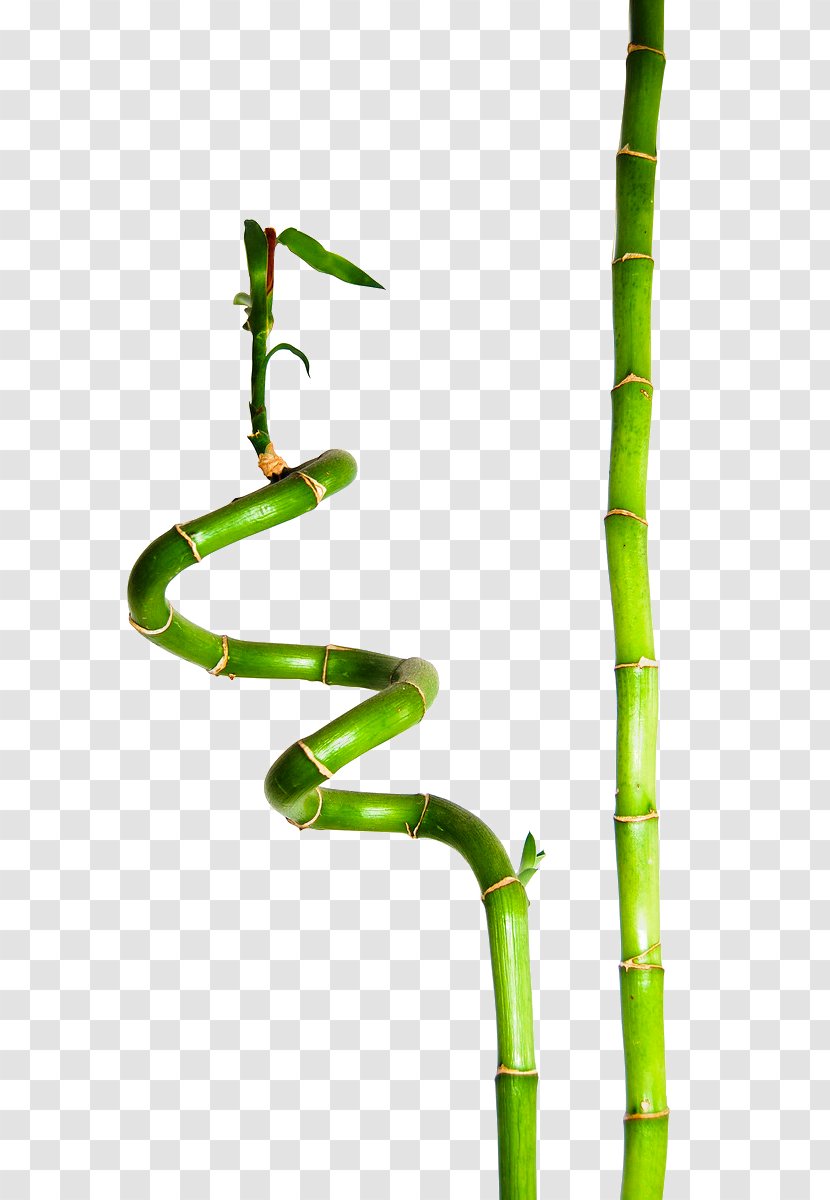 Lucky Bamboo Plant Sustainable Clothing Bamboe - Stem - Green Transparent PNG