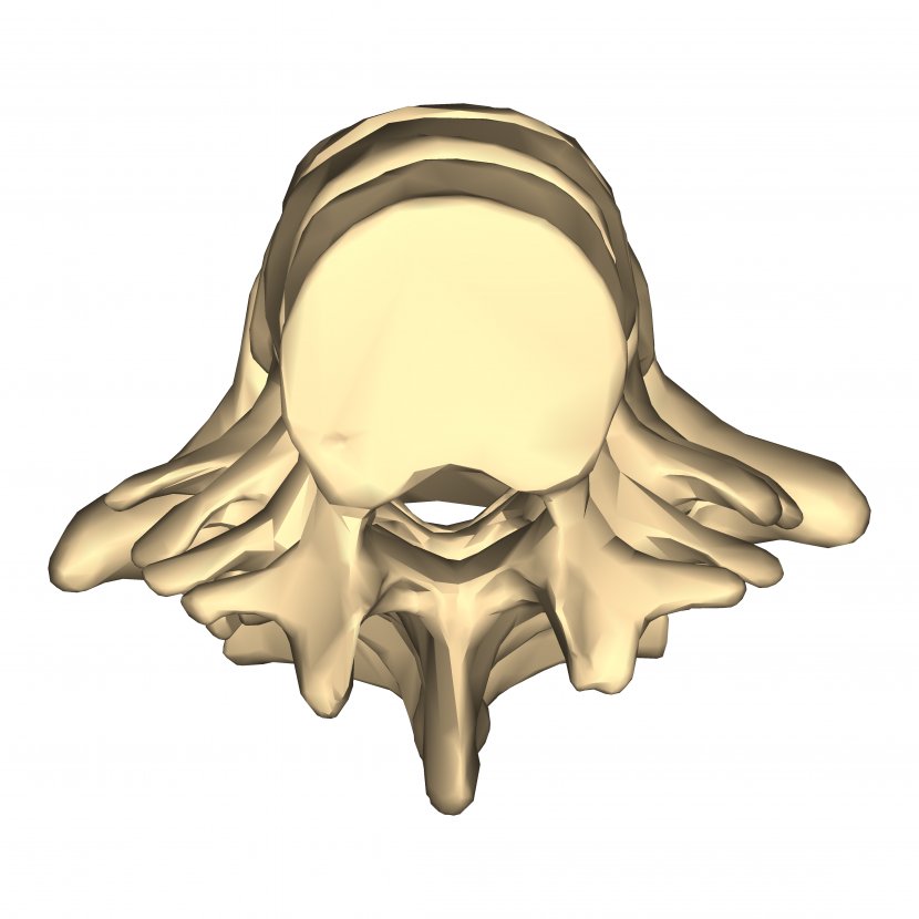Nose Jaw Skull Ear Cartoon - Superior Transparent PNG