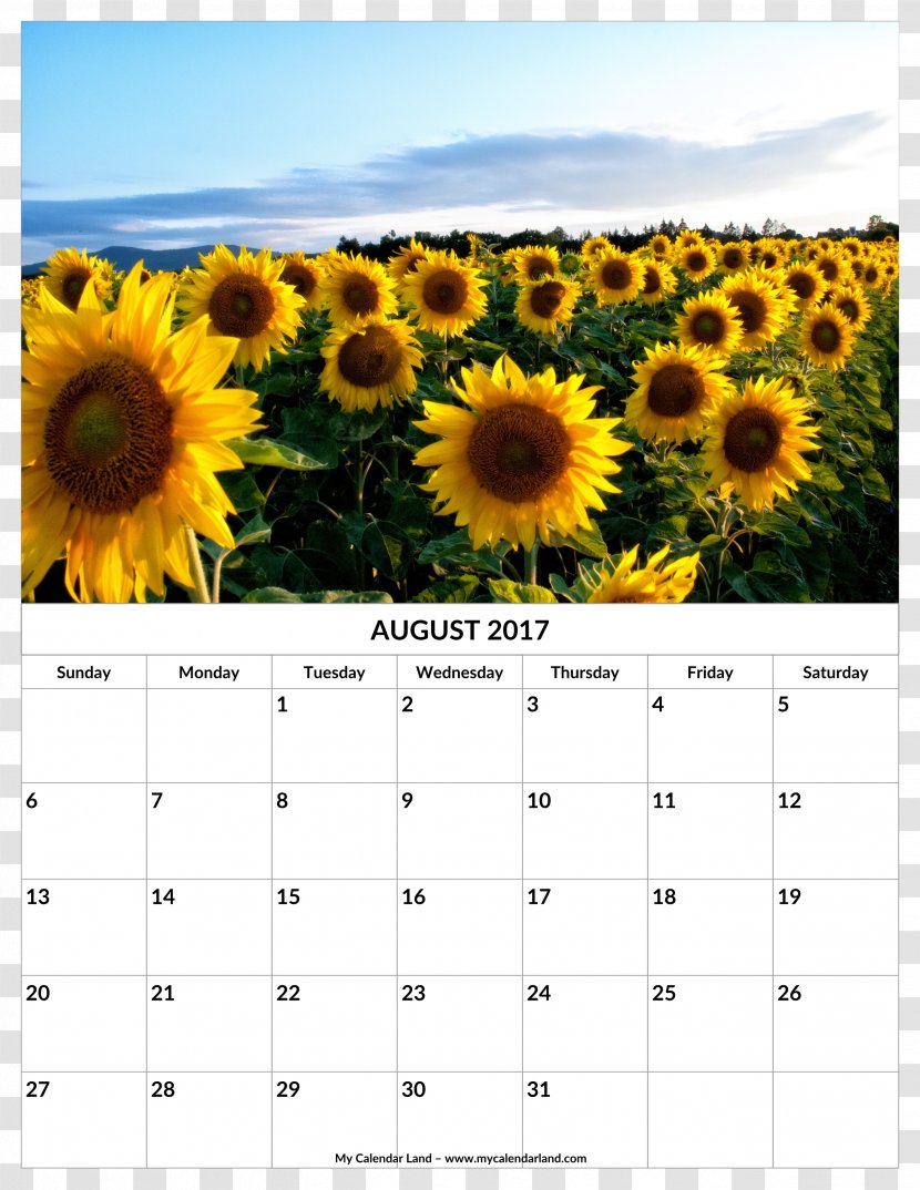 Desktop Wallpaper Common Sunflower High-definition Television - Flower - Rattan Calendar Template Transparent PNG