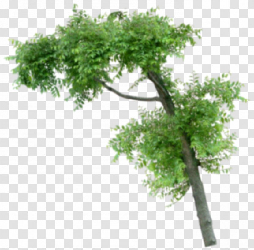 Houseplant Flowerpot Tree Subclass - Samara Shops - Arboles Transparent PNG