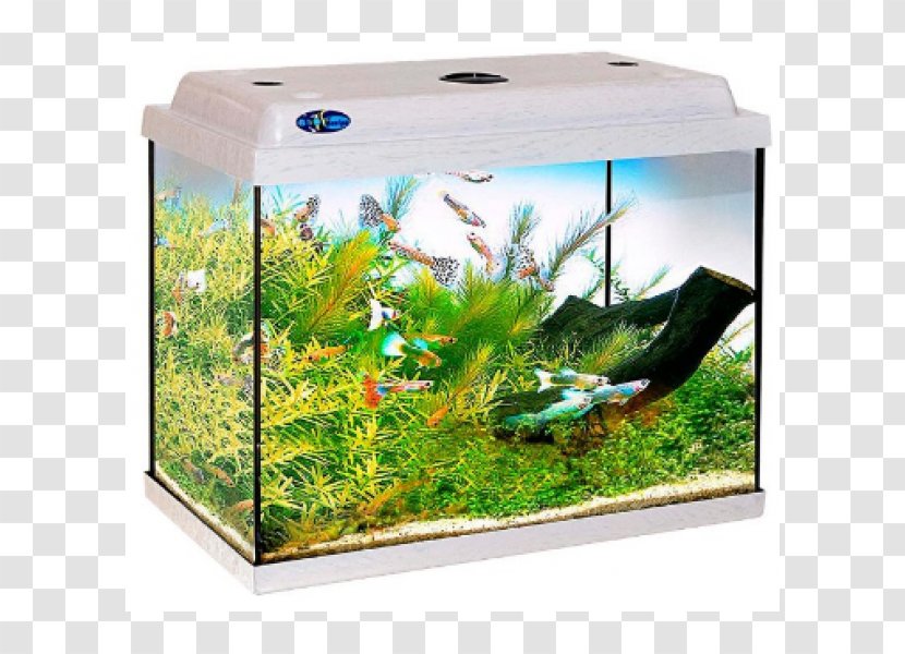 Aquarium Ornamental Fish Goldfish Bettas Terrarium - Price - Glass Transparent PNG
