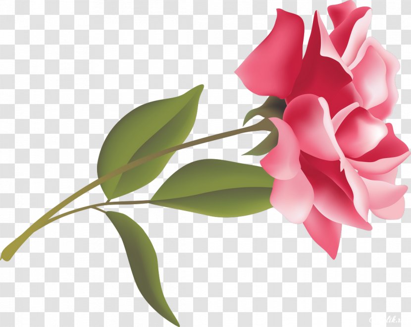 Flower Bouquet Image Ansichtkaart Floral Design - Carnation - Petal Transparent PNG