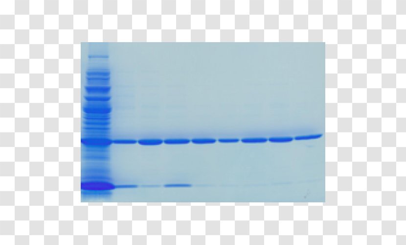 Staining Gel Electrophoresis Coomassie Brilliant Blue - Western Blot - Water Transparent PNG