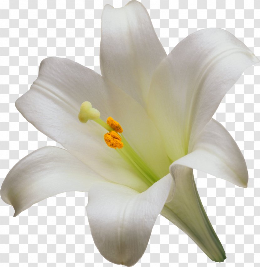 Lilium Candidum Easter Lily Artificial Flower Garden Lilies - White - Flowers Transparent PNG