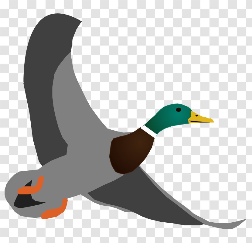 Mallard Duck Flightless Bird Beak - Water Transparent PNG