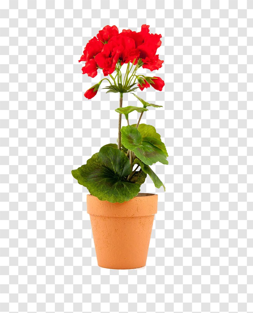 Flowerpot Geraniums Stock Photography Stock.xchng - Geranium Transparent PNG