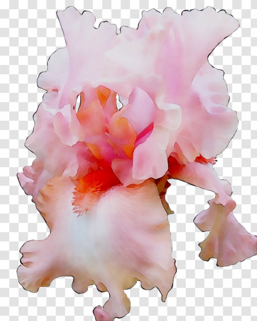 Cut Flowers Pink M Flowering Plant Plants - Petal Transparent PNG