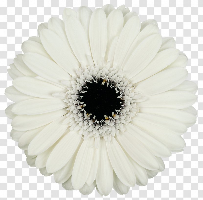 Transvaal Daisy Cut Flowers Petal - Gerbera - WHITE DAISIES Transparent PNG