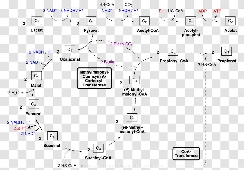 Methylmalonyl-CoA Mutase Propionic Acid Coenzyme A - Pyruvic - Lactic Transparent PNG