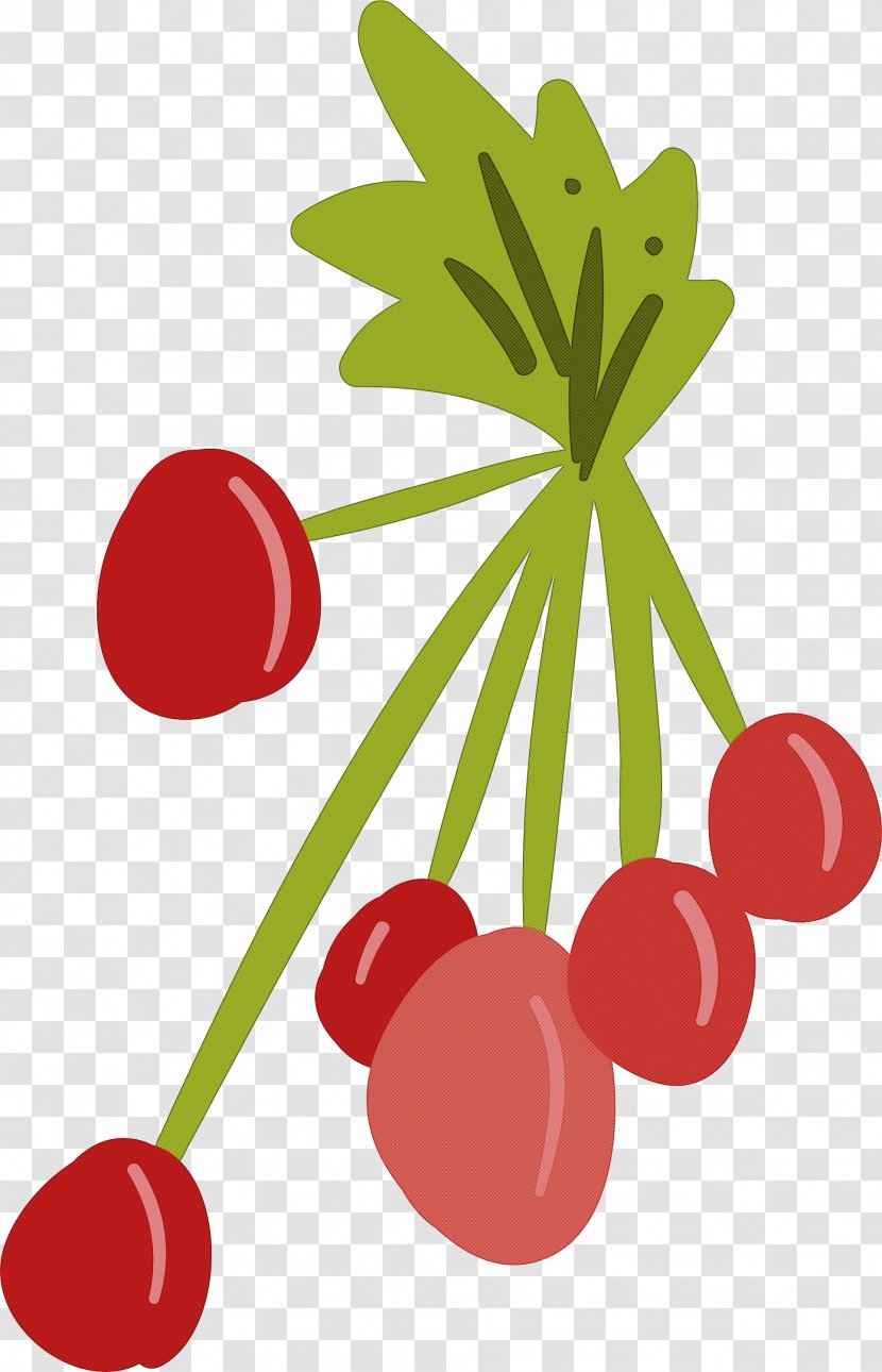 Cherry Leaf Red Fruit Berry - Superfruit Currant Transparent PNG