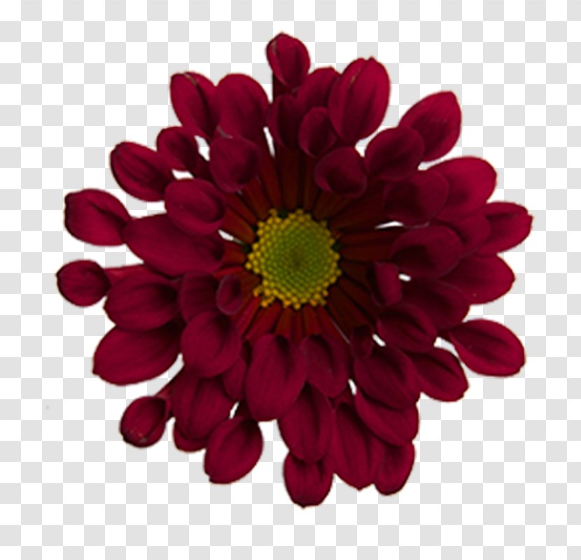 Chrysanthemum Transvaal Daisy Cut Flowers Dahlia Magenta Transparent PNG