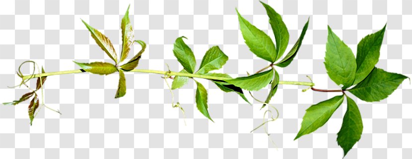 Herbaceous Plant Vine Leaf - Herbalism Transparent PNG