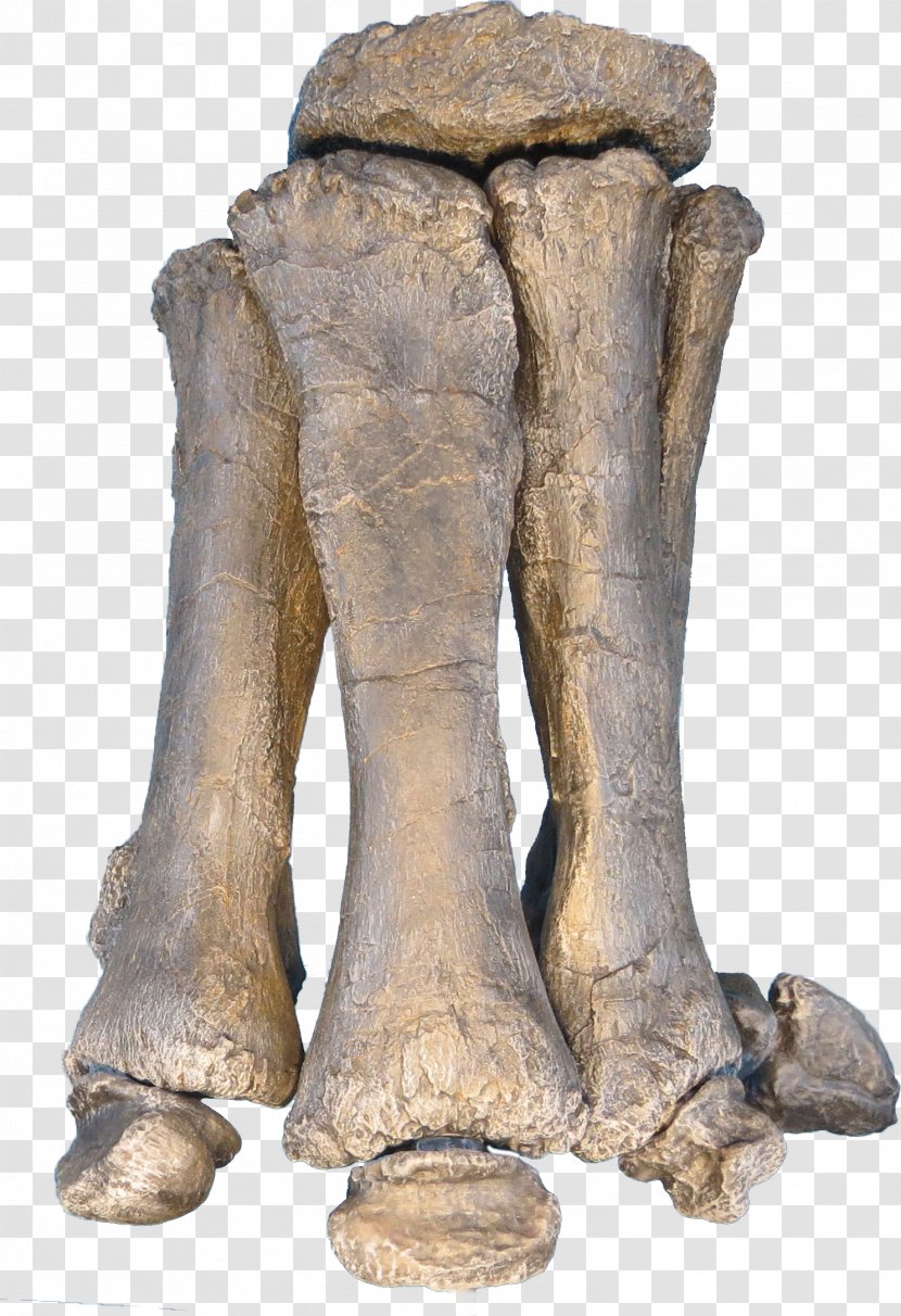 Brachiosaurus Apatosaurus Foot Sauropoda Dinosaur - Artifact - Stance Transparent PNG