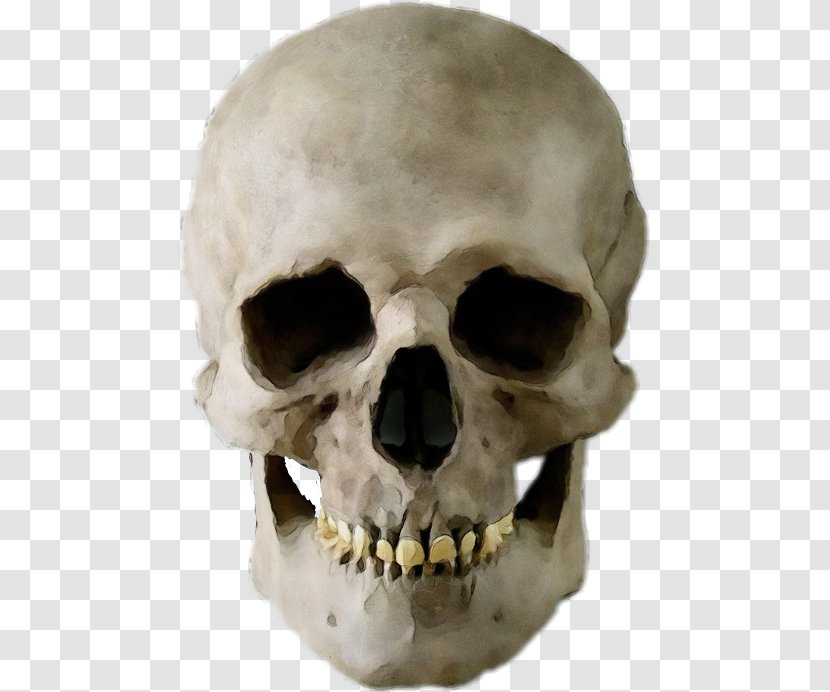 Bone Skull Skeleton Head Jaw - Wet Ink - Snout Anthropology Transparent PNG