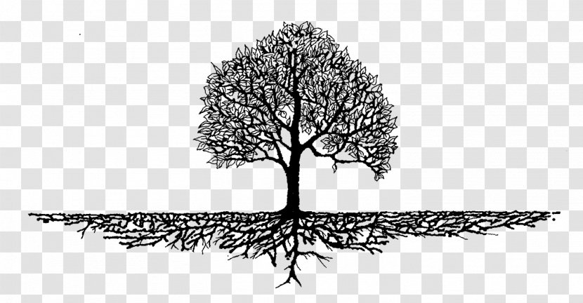 Tree Trunk Drawing - Symmetry Plane Transparent PNG