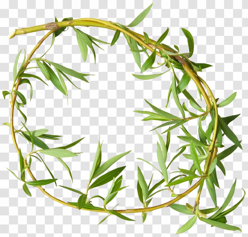 Leaf Tree Plant - Herbalism - Green Leaves Transparent PNG