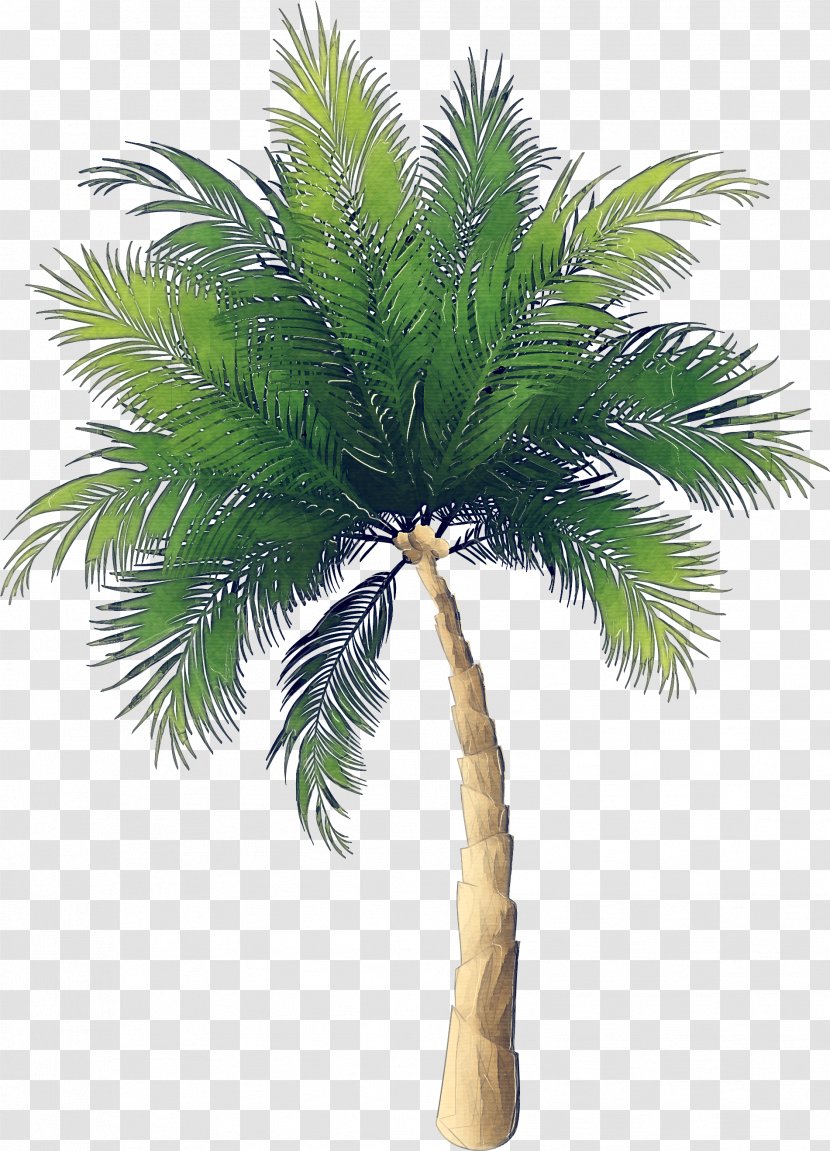 Palm Tree - Arecales - Elaeis Roystonea Transparent PNG