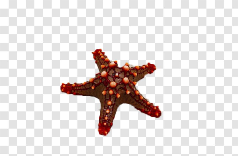 Red Sea Starfish Transparent PNG