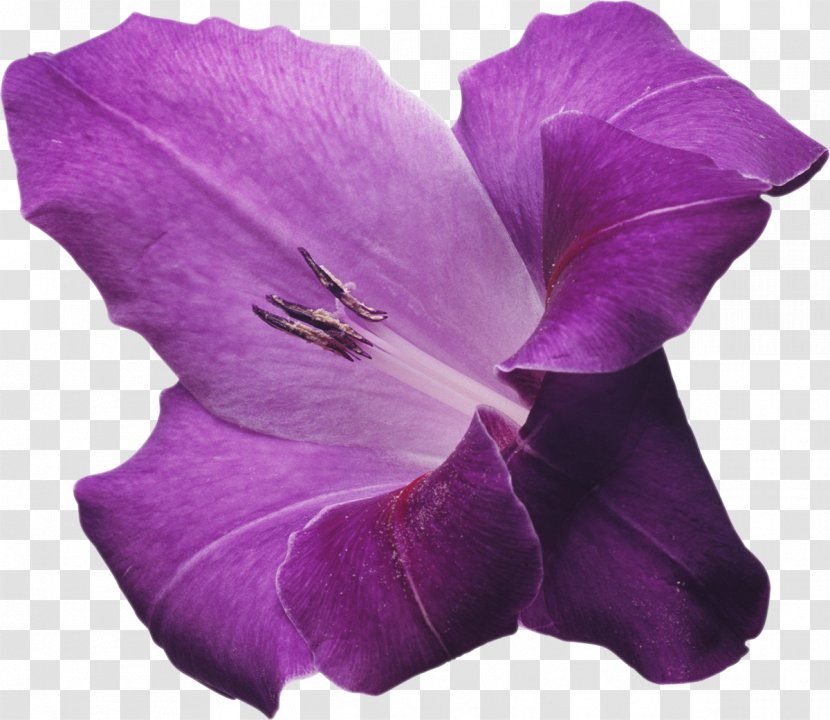 Flower Gladiolus Violet Lilac Clip Art - Tulip Transparent PNG