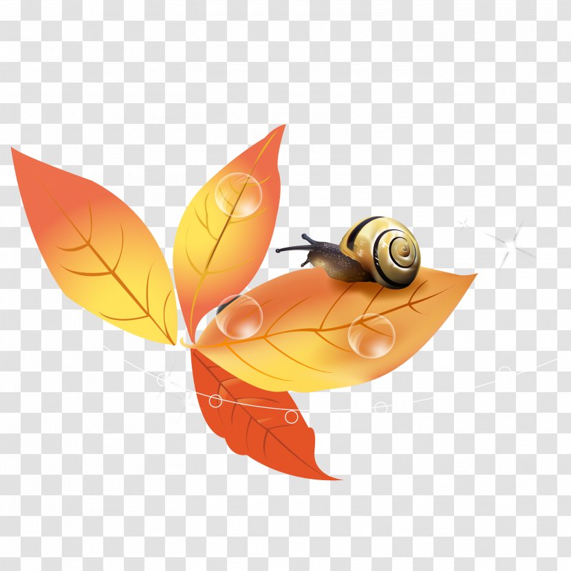 Maple Leaf - Orange - Snail Background Vector Transparent PNG