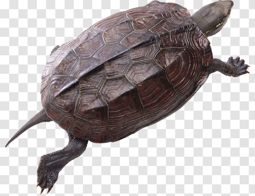 Common Snapping Turtle Reptile Clip Art - Terrestrial Animal - Mk Transparent PNG