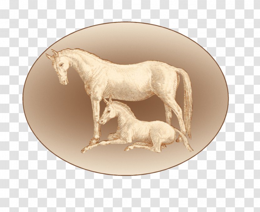 Mustang Pony Horse Stud Farm AP Ranch - Mane - Petra SporerMustang Transparent PNG