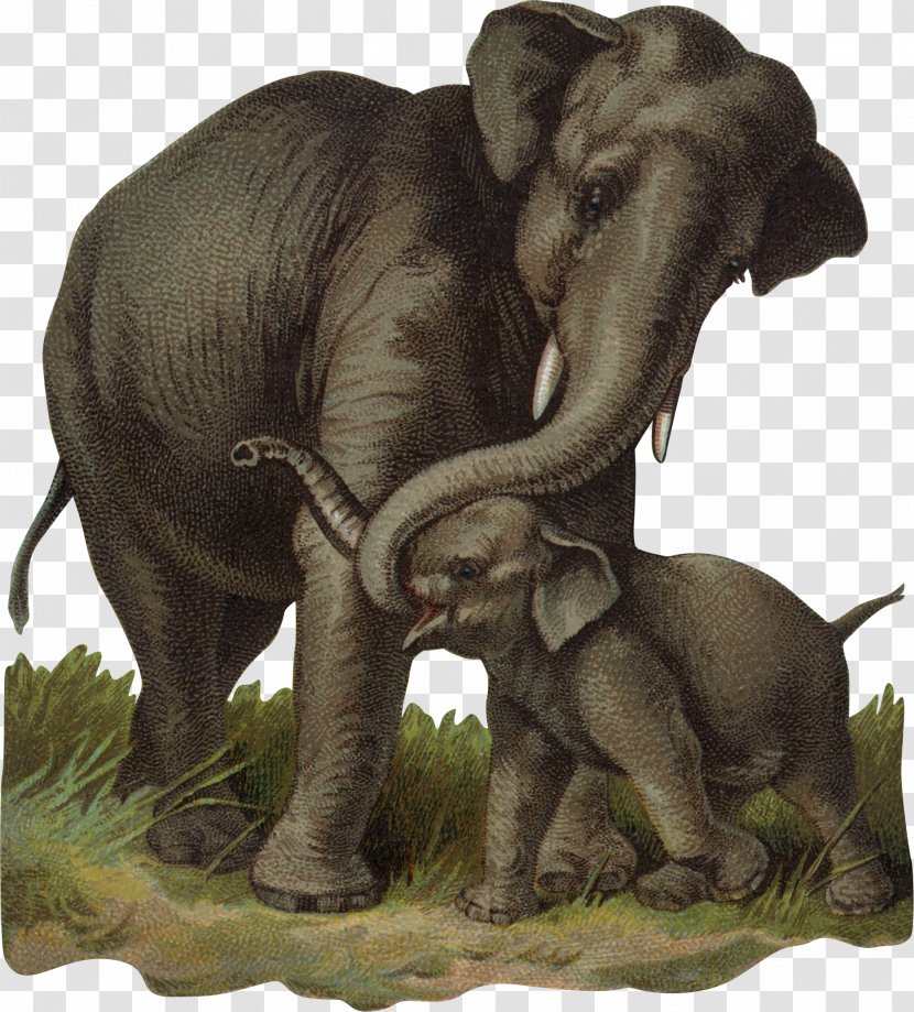 African Bush Elephant Indian Calf - Fauna - Baby Transparent PNG