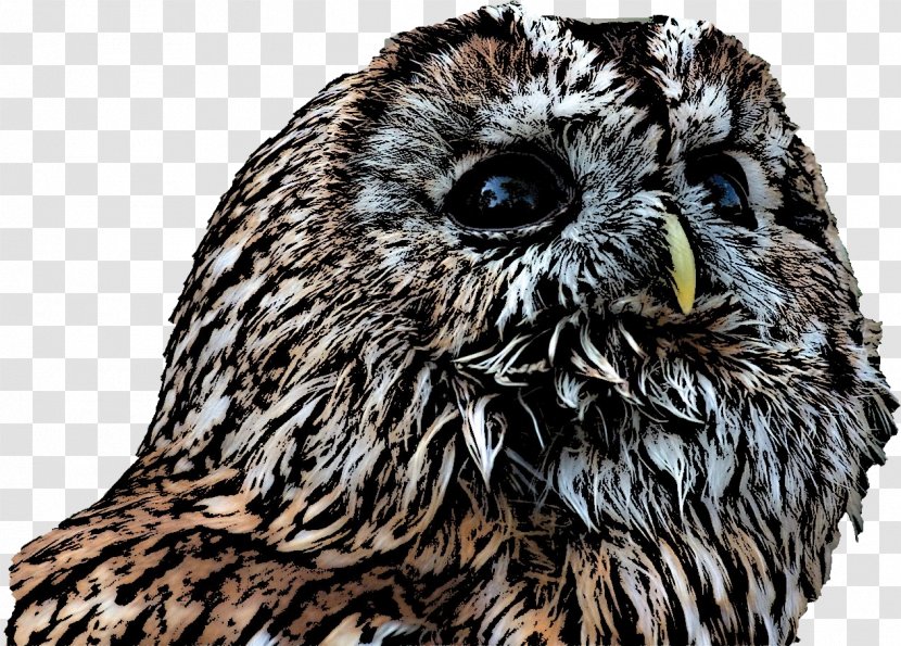 Tawny Owl Beak Snout - Wildlife Transparent PNG