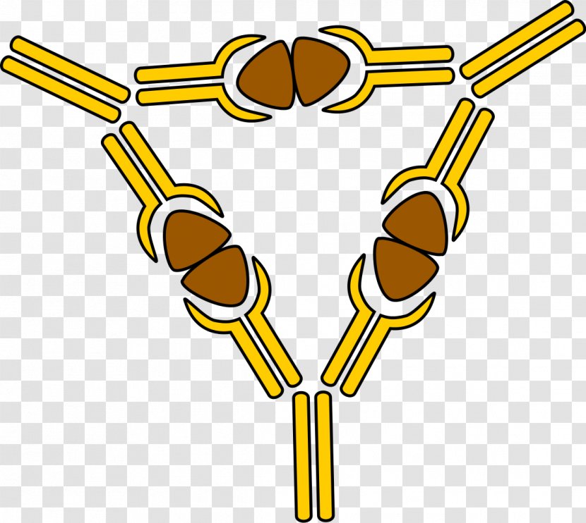 Immune Complex Major Histocompatibility System Antigen Immunity - Immunology Transparent PNG