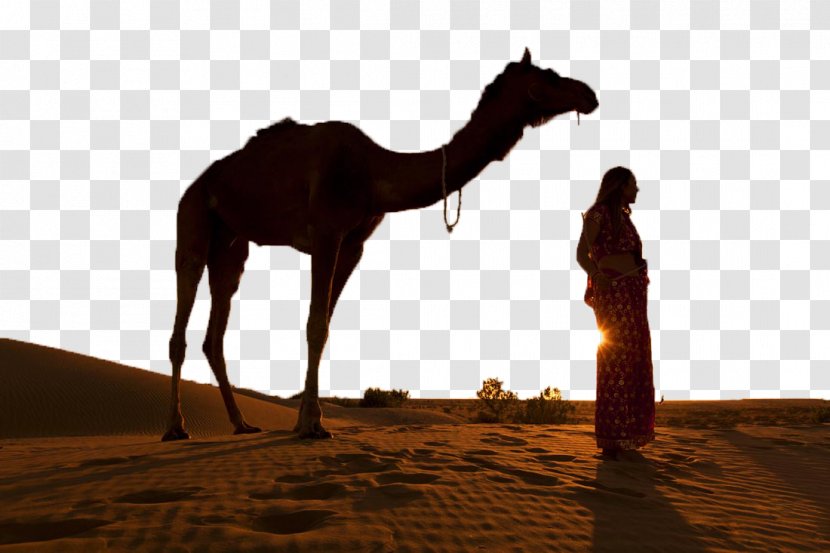 Thar Desert Bactrian Camel Silhouette Sunset - People Under Transparent PNG