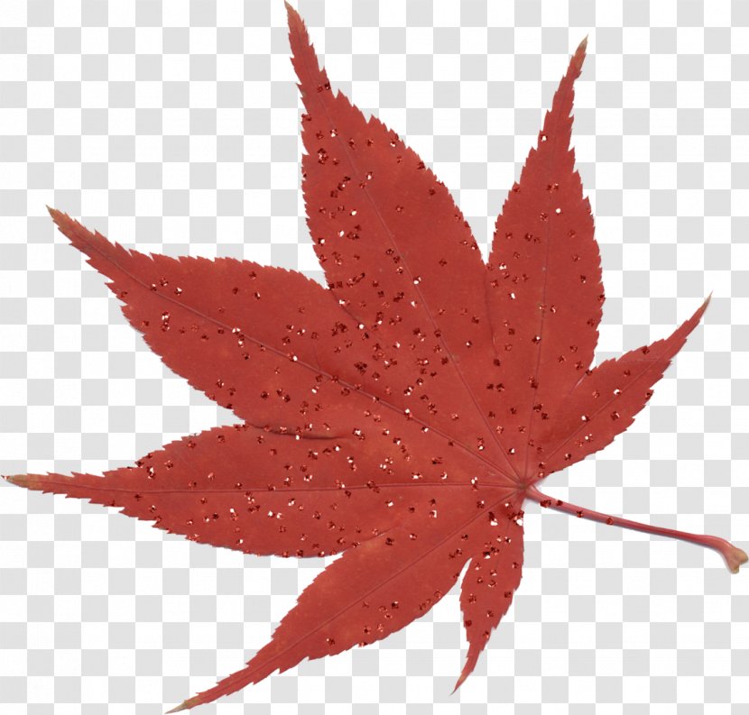 Maple Leaf Japanese Transparent PNG