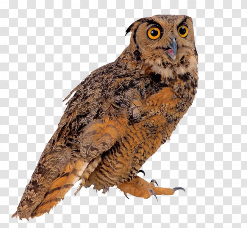 Bird True Owl Clip Art - Wildlife Transparent PNG