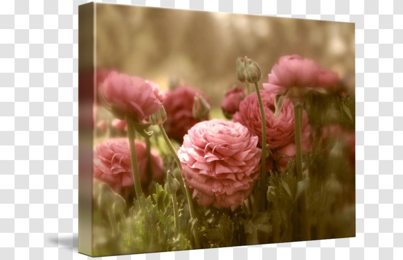 Garden Roses Centifolia Floral Design Cut Flowers - Peony - Flower Transparent PNG