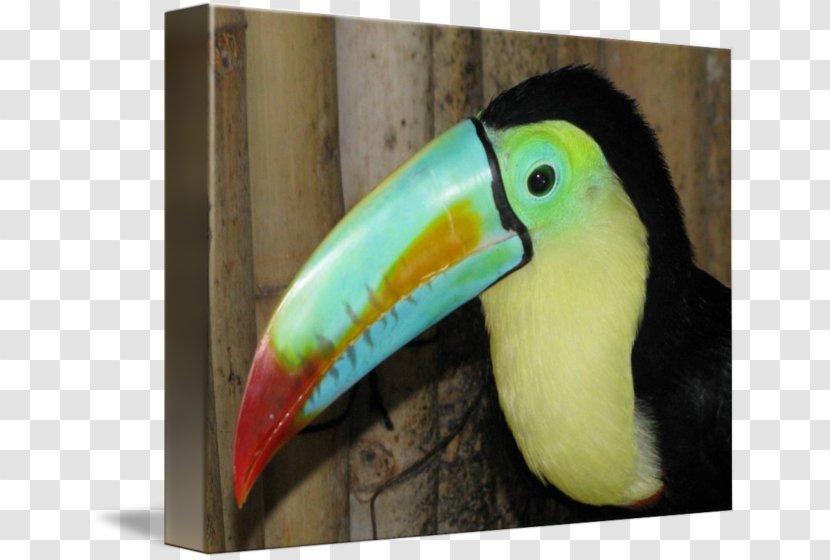 Bird Toucan Piciformes Beak Fauna Transparent PNG