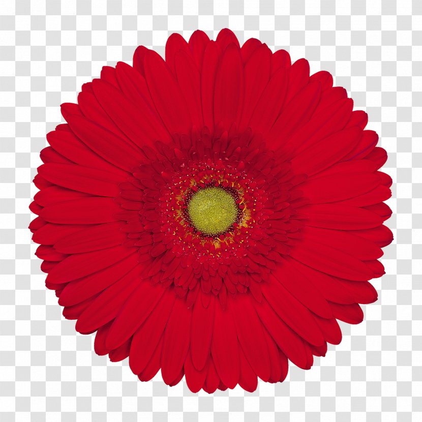 Saw Blades 1 Inch Arbor Ferrous Metal - Cut Flowers - Gerbera Ruby Red Daisies Transparent PNG